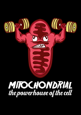 Mitochondria The powerhou