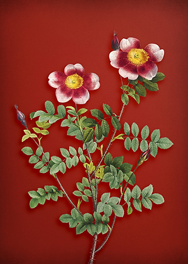 Burnet Rose on Red