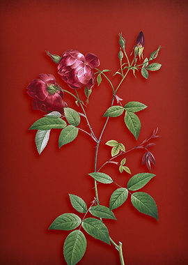 Velvet China Rose on Red