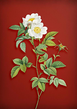 White Anjou Roses on Red