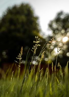 Sunshine through the trees