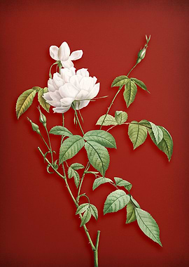 White Bengal Rose on Red