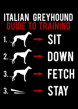 Italian Greyhound Guide to