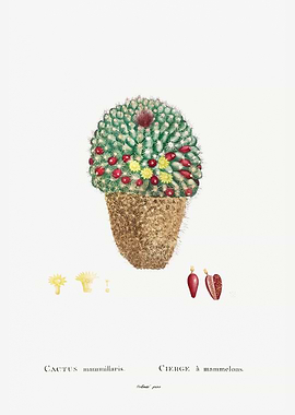 Cactus Mammillaria