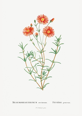 Mesembryanthemum Coccineum
