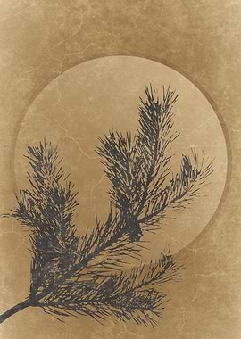 Wild Pine Sun