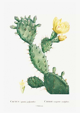 Aloe Opuntia Polyanthos