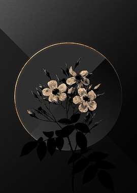 Shadow Rose Black and Gold