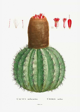 Cactus Melocactus