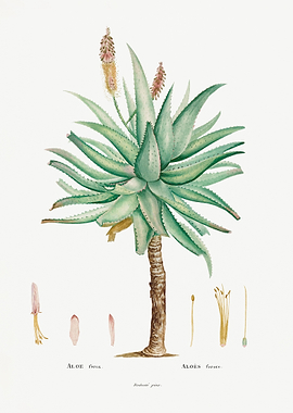 Aloe Ferox