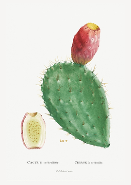Cactus Cochenillifer
