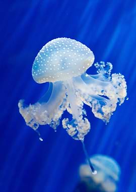 light blue jellyfish