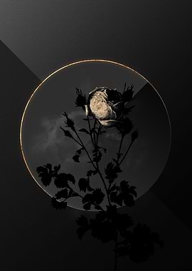Shadow Rose Black and Gold