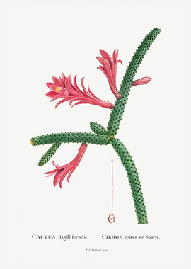 Cactus Flagelliformis