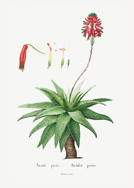 Aloe Picta
