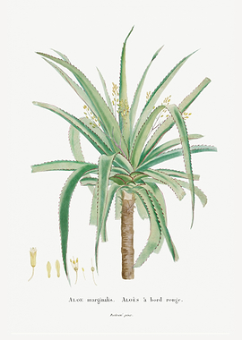 Aloe Marginalis