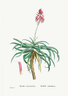 Aloe Arborescens