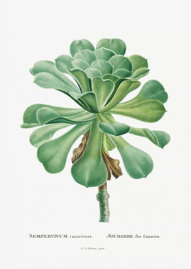 Sempervivum Canariense