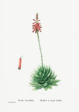 Aloe Brevifolia