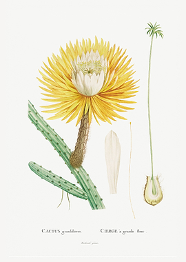 Cactus Grandiflorus