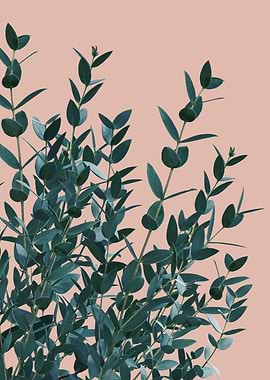 Eucalyptus Delight 4