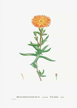 Mesembryanthemum Aureum