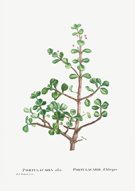 Portulacaria Afra