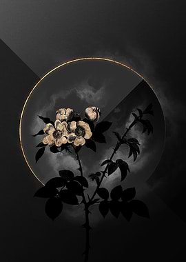 Shadow Rose Black and Gold