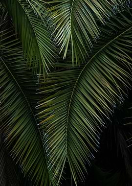 Palm Tree Leaves