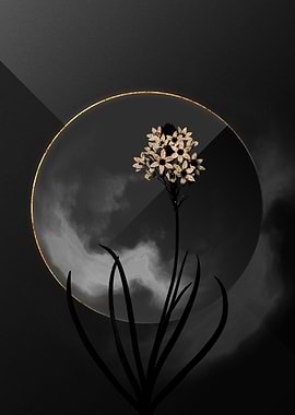 Dark Starflower Black Gold