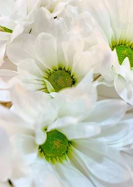 nature beauty flower