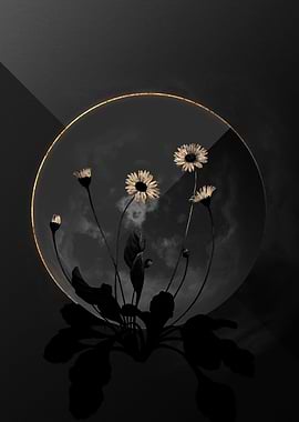 Dark Daisy Black and Gold