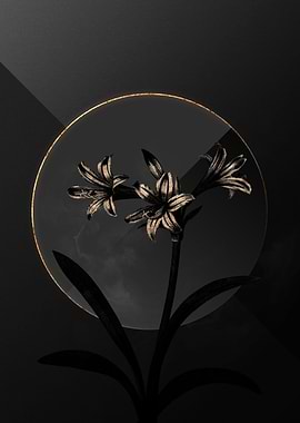 Dark Amaryllis Shadow Gold