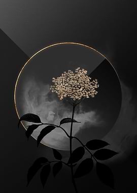 Dark Gold Elderflower