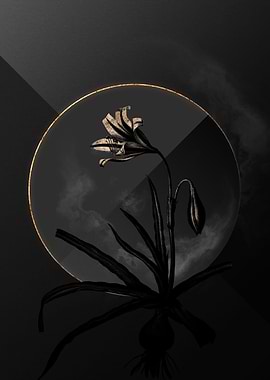 Dark Amaryllis Shadow Gold