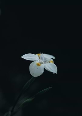 nature beauty flower