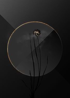 Dark Allium Shadow on Gold