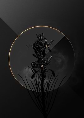 Shadow Asphodel Black Gold