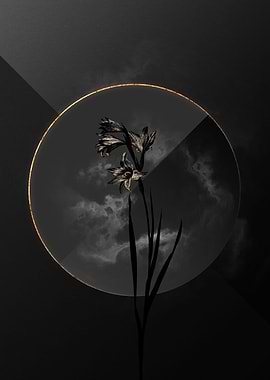 Gladiolus Black and Gold