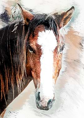 Wild horse