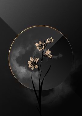 Gladiolus Black and Gold