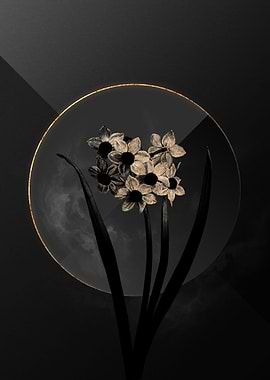 Narcissus Black and Gold