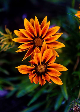 nature flower beauty