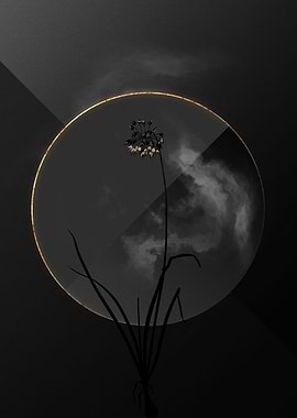 Onion Black and Gold Flora