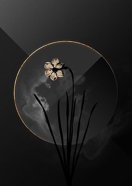 Narcissus Black and Gold