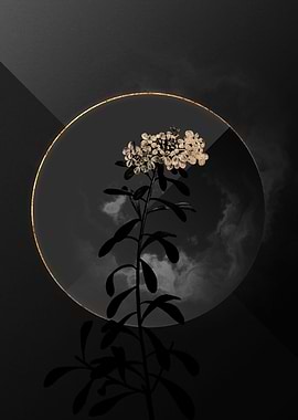 Black and Gold Botanical