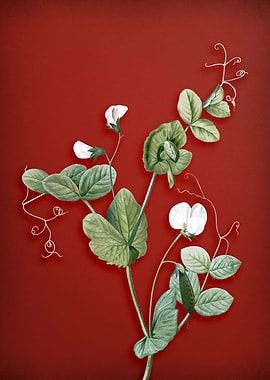 White Pea Flower on Red