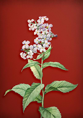 White Gillyflower on Red