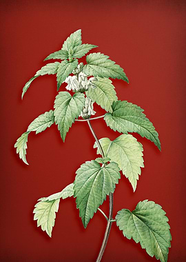 White Dead Nettle Plant