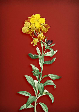 Yellow Wallflower Bloom